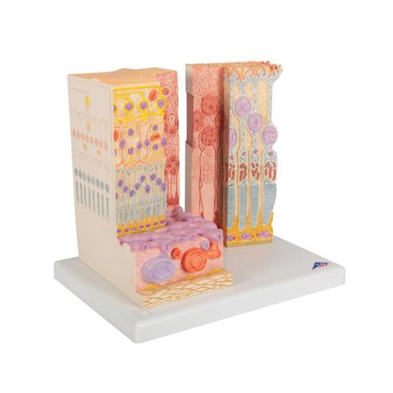 3B Microanatomy Eye Anatomy Model