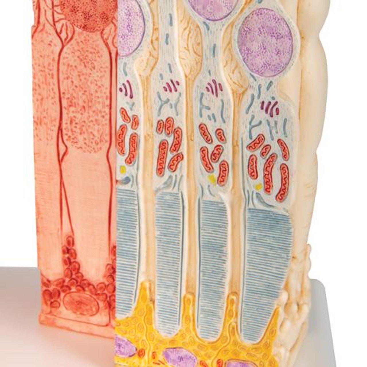3B Microanatomy Eye Anatomy Model