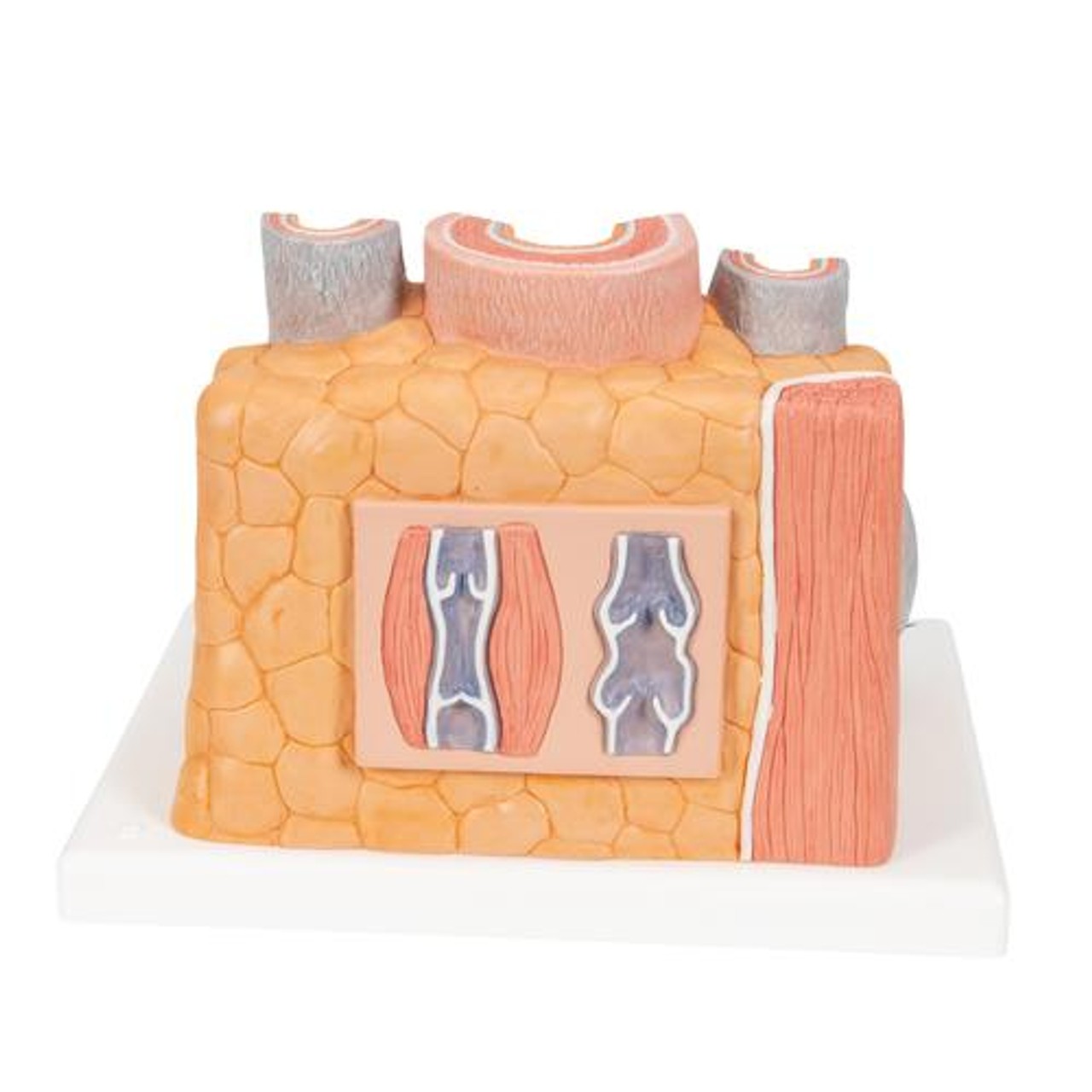 Microanatomy Artery and Vein Anatomy Model