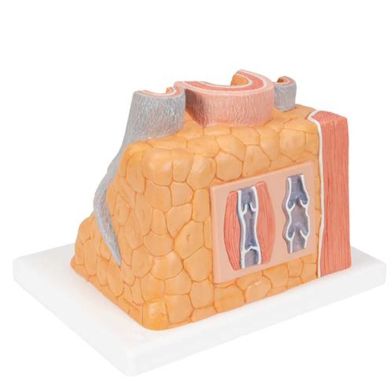 Microanatomy Artery and Vein Anatomy Model