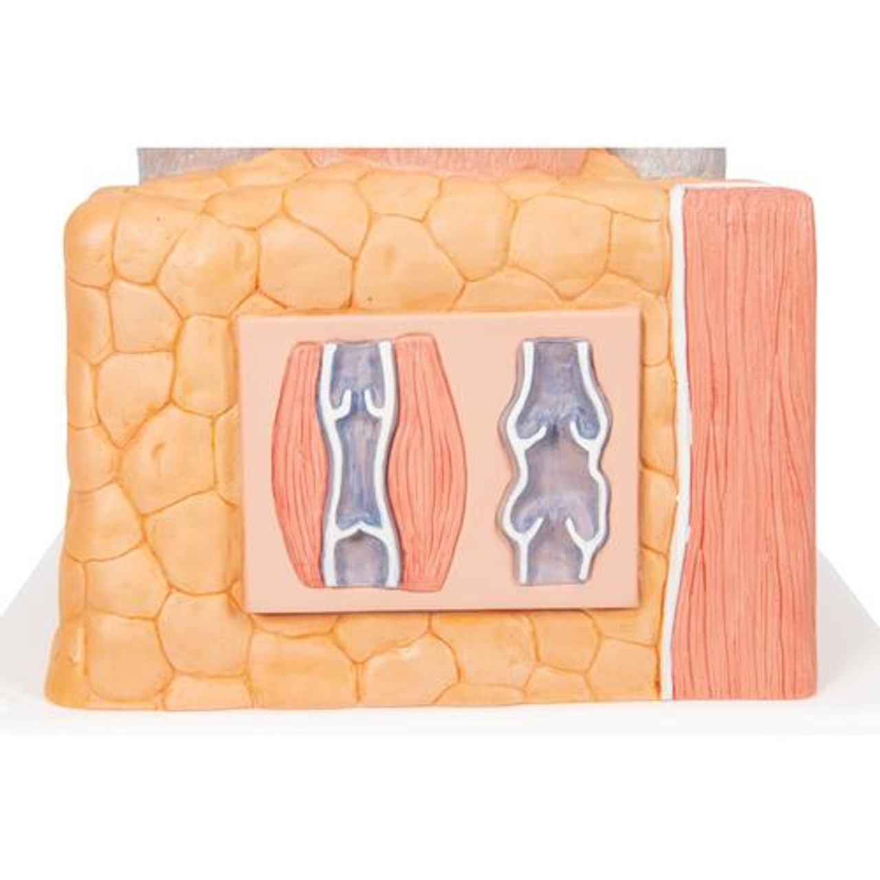 Microanatomy Artery and Vein Anatomy Model