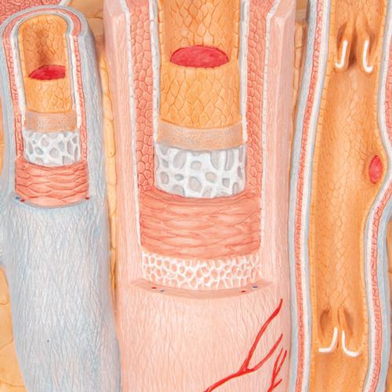 Microanatomy Artery and Vein Anatomy Model