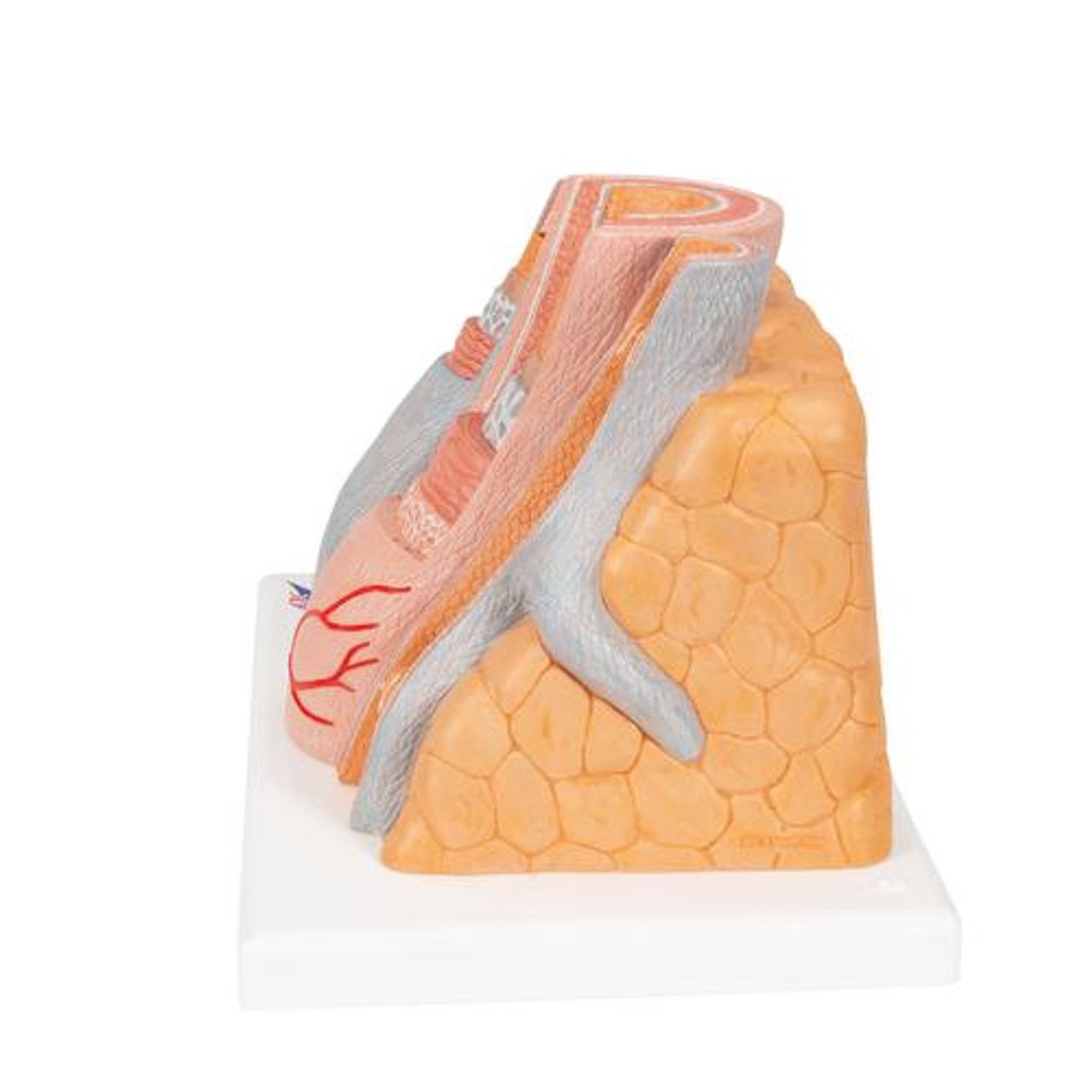 Microanatomy Artery and Vein Anatomy Model