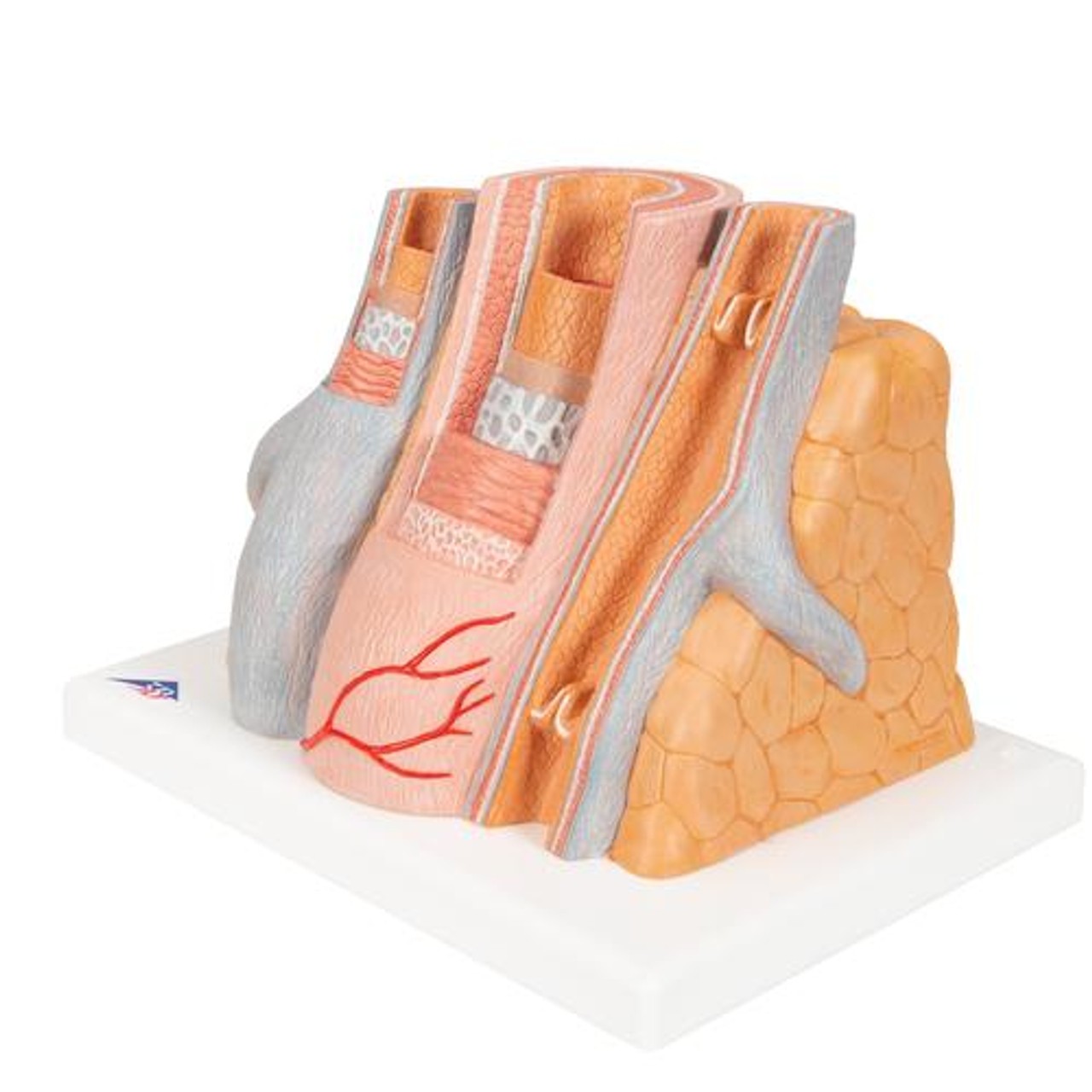 Microanatomy Artery and Vein Anatomy Model