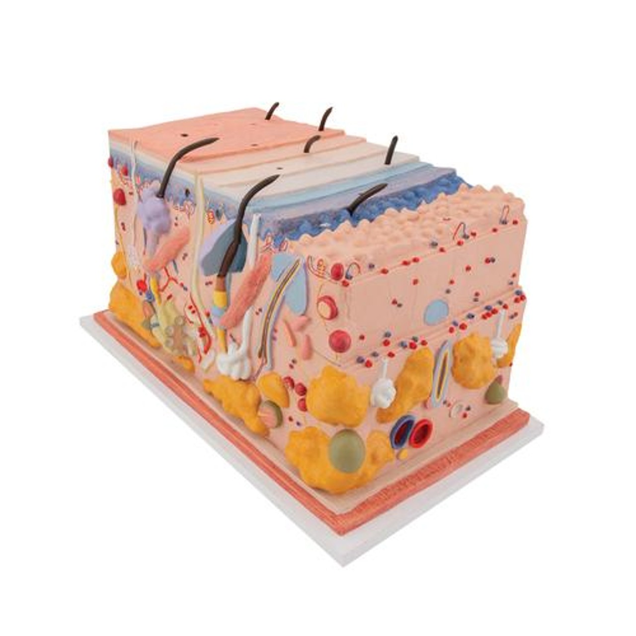 Human Skin Anatomy Block Model 70 Times Life-Size