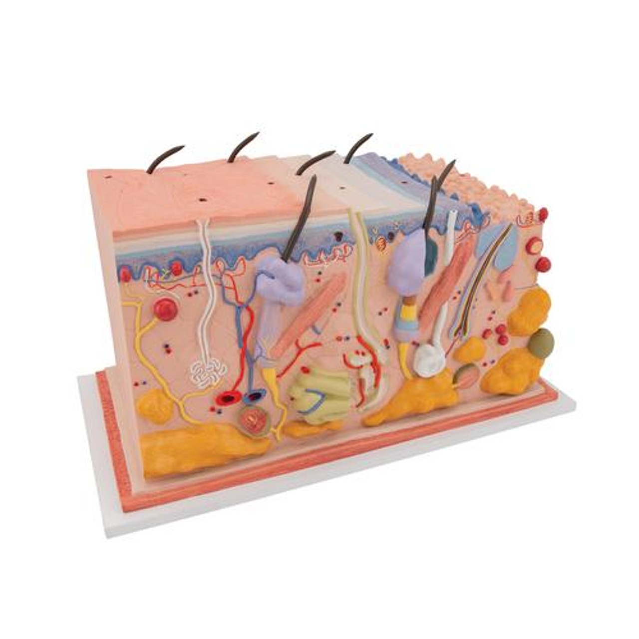 3B Scientific Human Skin Anatomy Block Model 70 Times Life