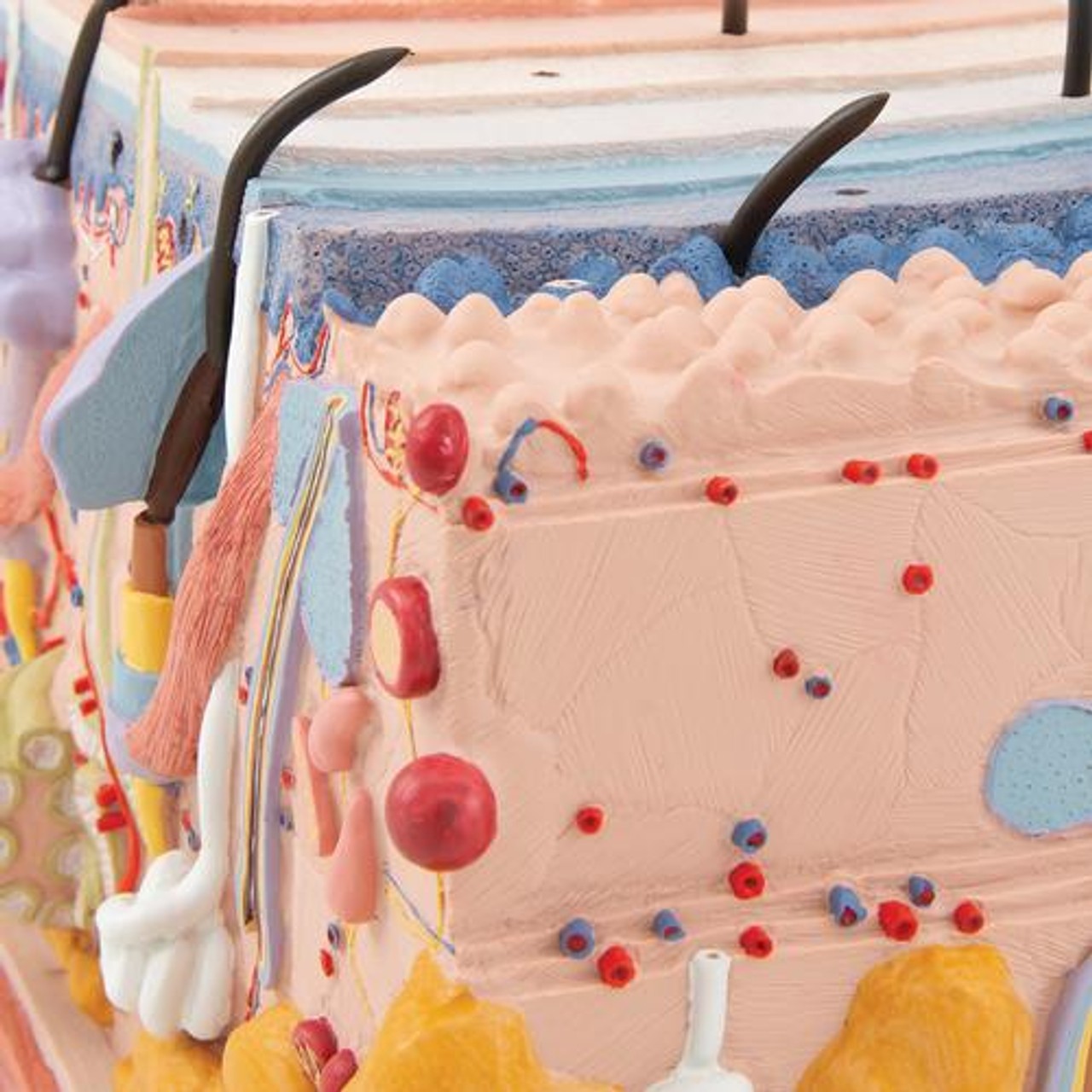 Human Skin Anatomy Block Model 70 Times Life-Size