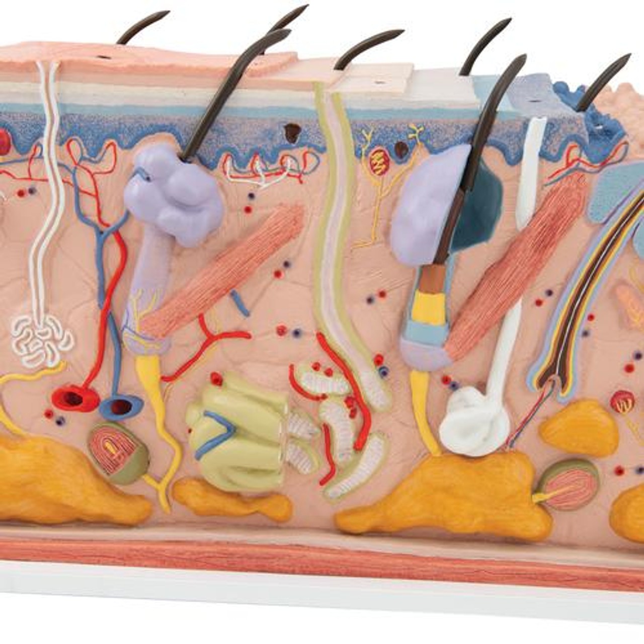 Human Skin Anatomy Block Model 70 Times Life-Size
