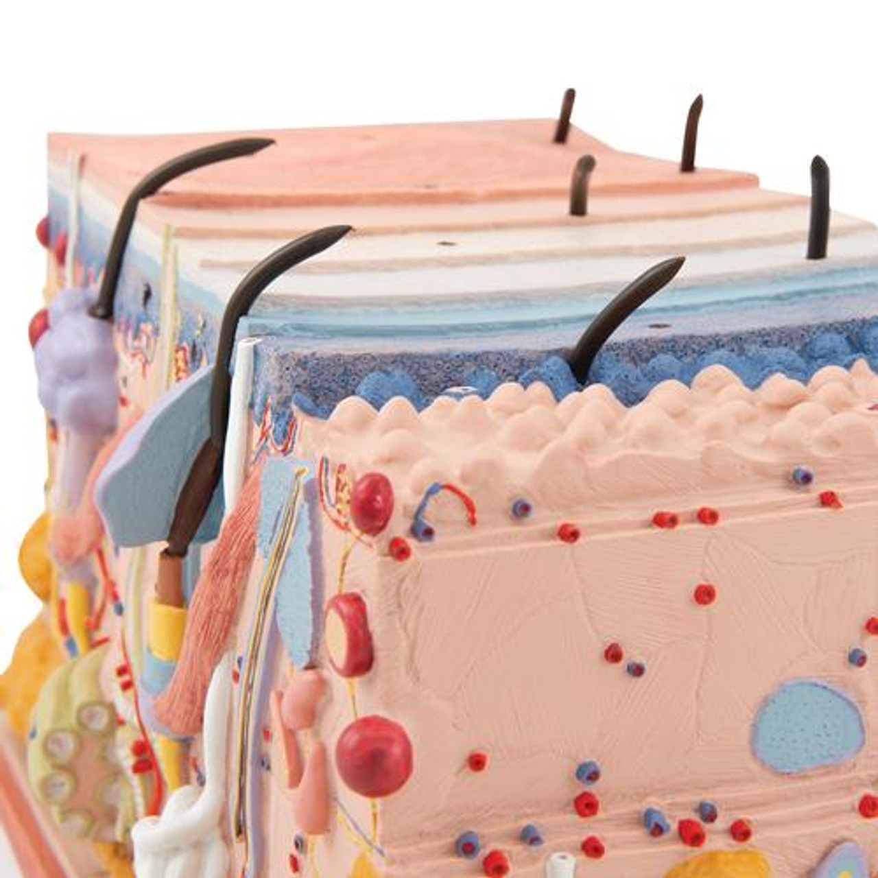 Human Skin Anatomy Block Model 70 Times Life-Size