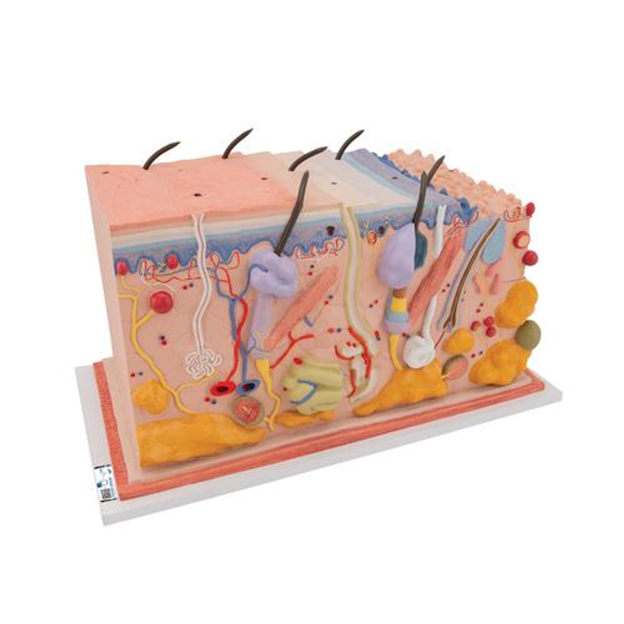 Human Skin Anatomy Block Model 70 Times Life-Size