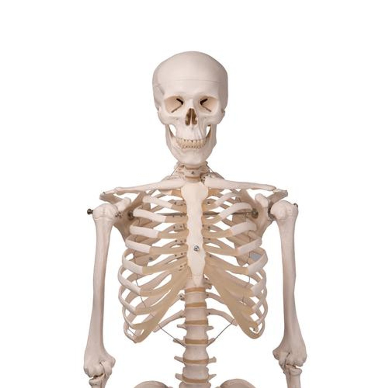 Hanging Human Stan Skeleton Anatomy Model