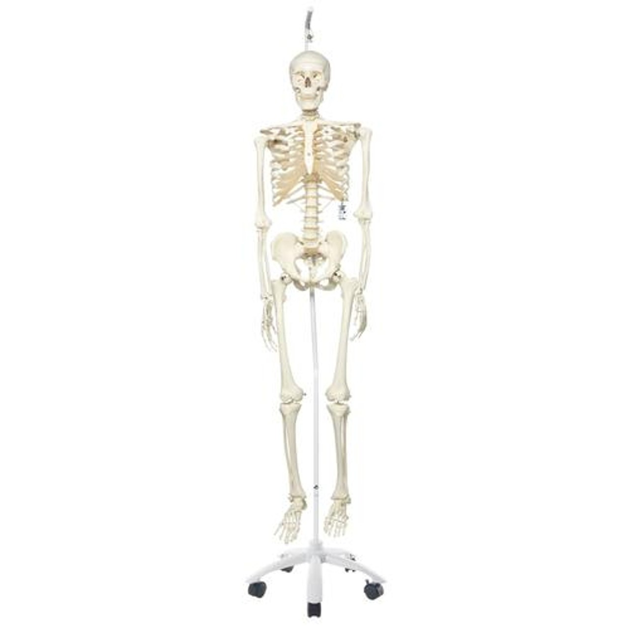 Hanging Human Stan Skeleton Anatomy Model