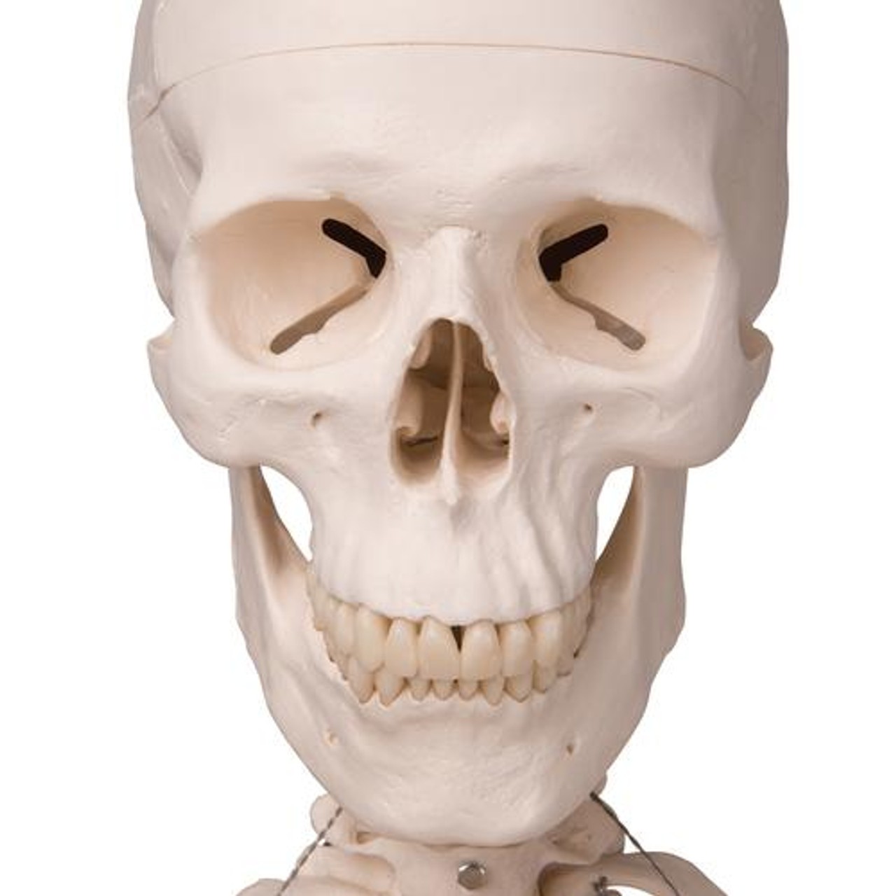 Hanging Human Stan Skeleton Anatomy Model