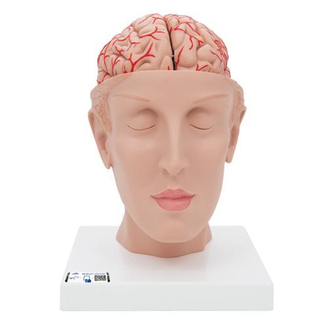 Half Human Head with Deluxe Brain with Arteries Anatomy Model