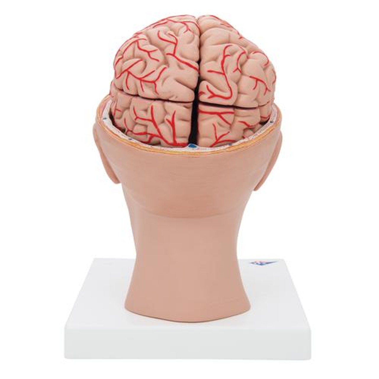 Half Human Head with Deluxe Brain with Arteries Anatomy Model