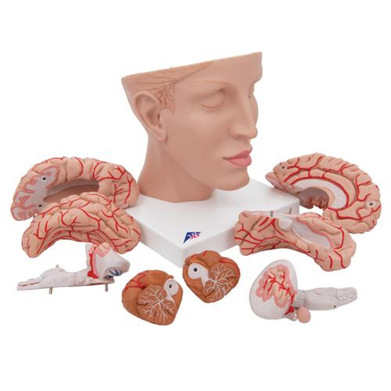 Half Human Head with Deluxe Brain with Arteries Anatomy Model