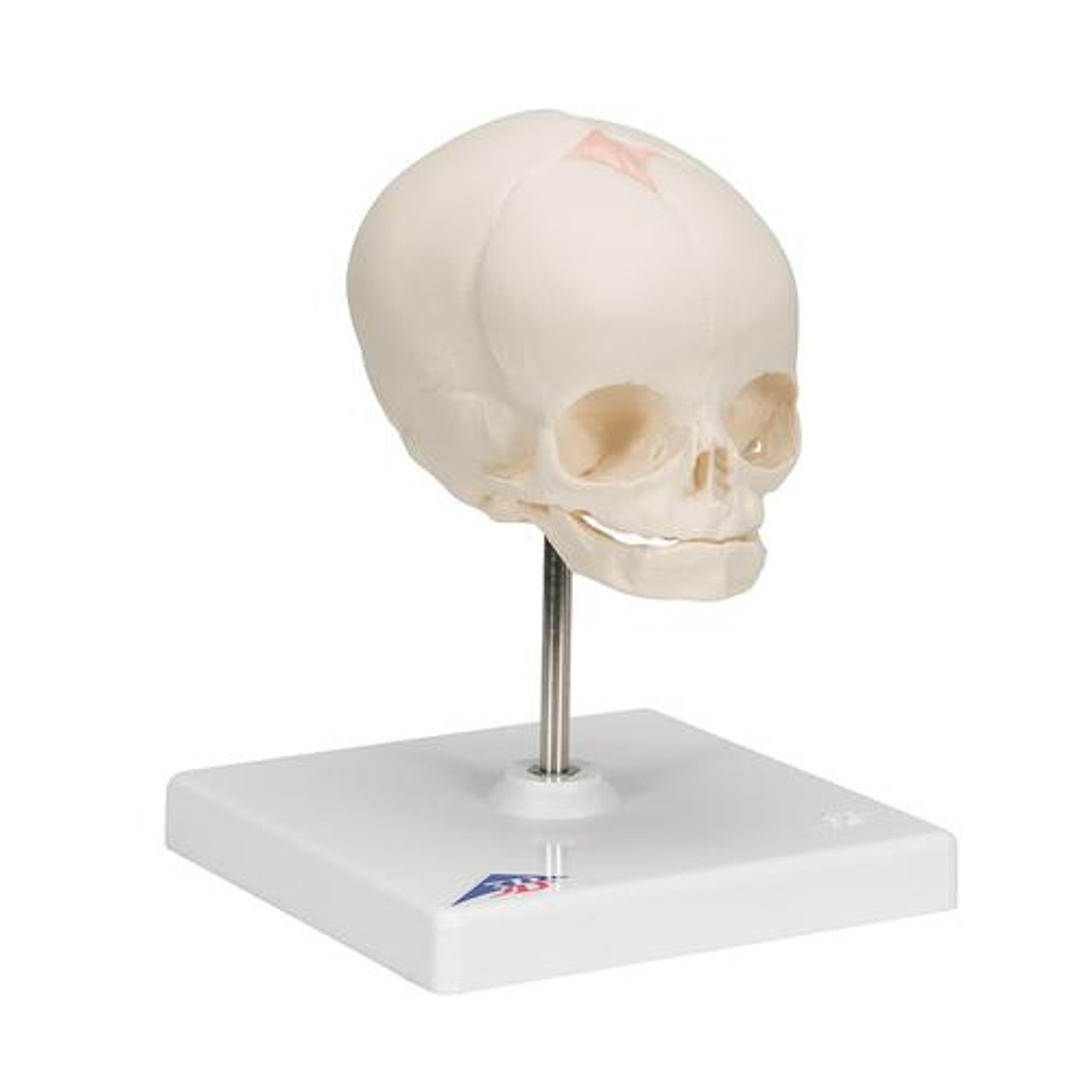 Human Fetal Skull Anatomy Model 30 Weeks Mounted On Stand