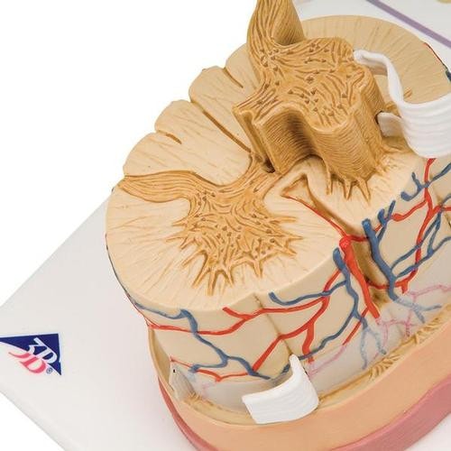 3B Scientific Spinal Cord Anatomy Model 5 Times Life-Size