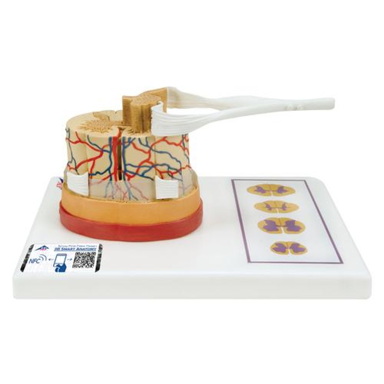 Spinal Cord Anatomy Model 5 Times Life-Size
