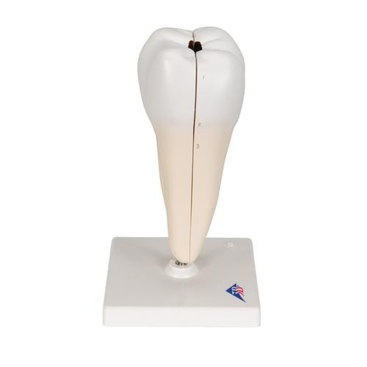 Lower Twin-Root Molar Anatomy Model 2 Parts