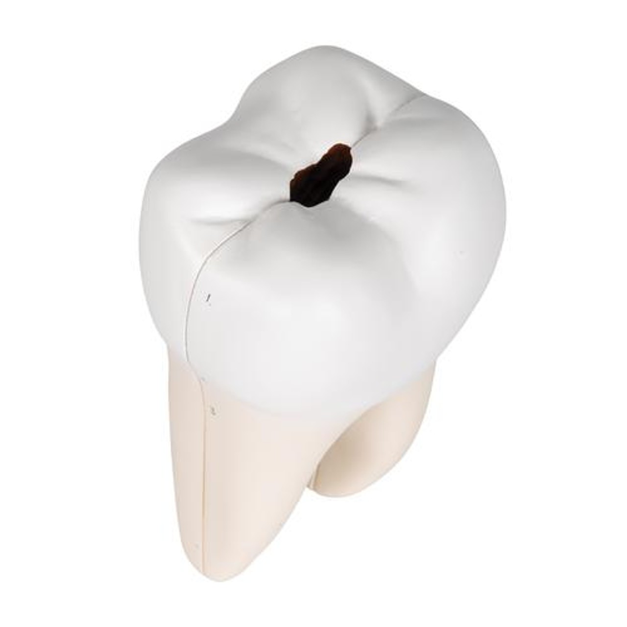Lower Twin-Root Molar Anatomy Model 2 Parts