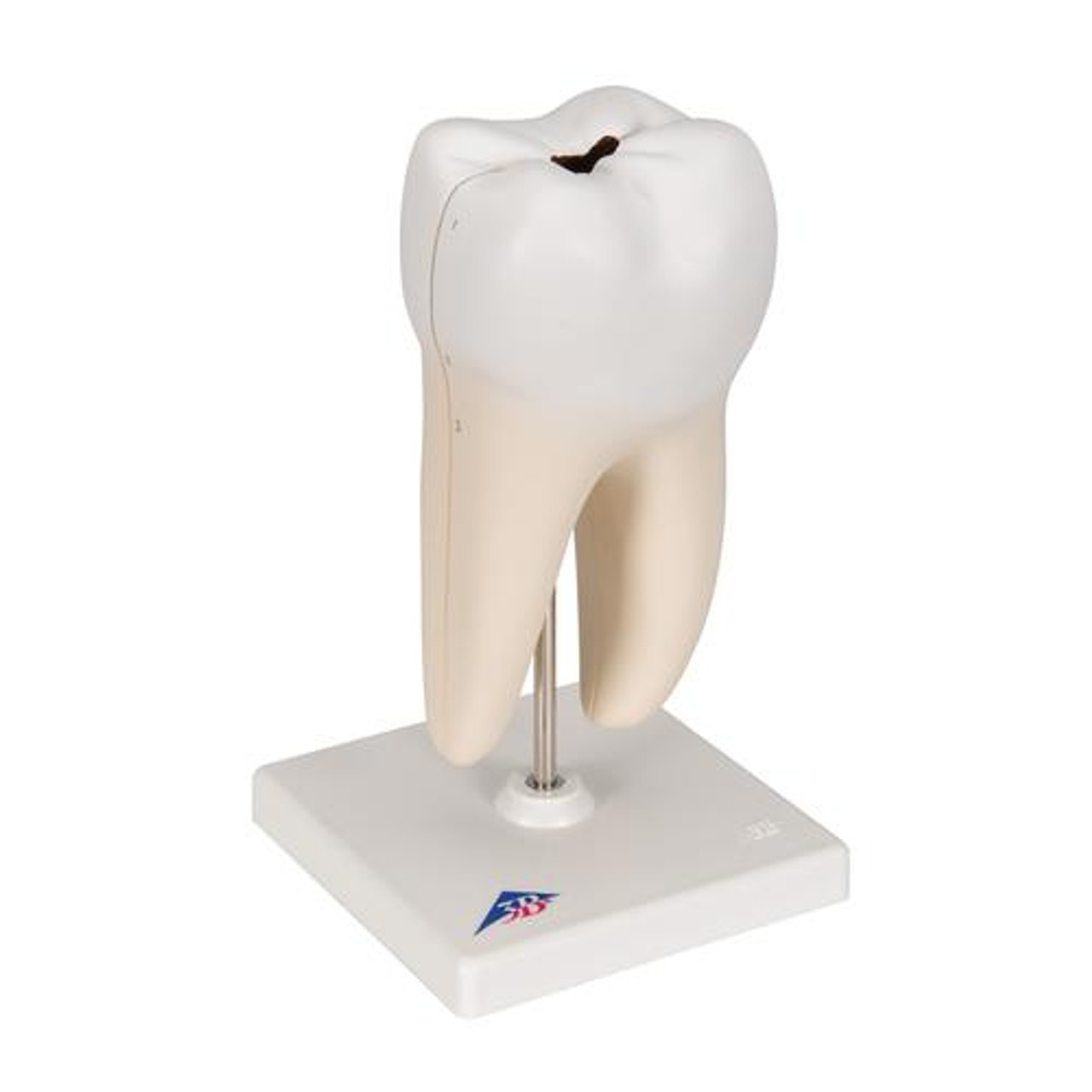 Lower Twin-Root Molar Anatomy Model 2 Parts