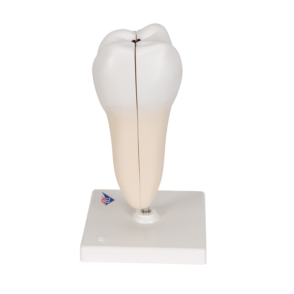 3B Scientific Lower Twin-Root Molar Anatomy Model 2 Parts