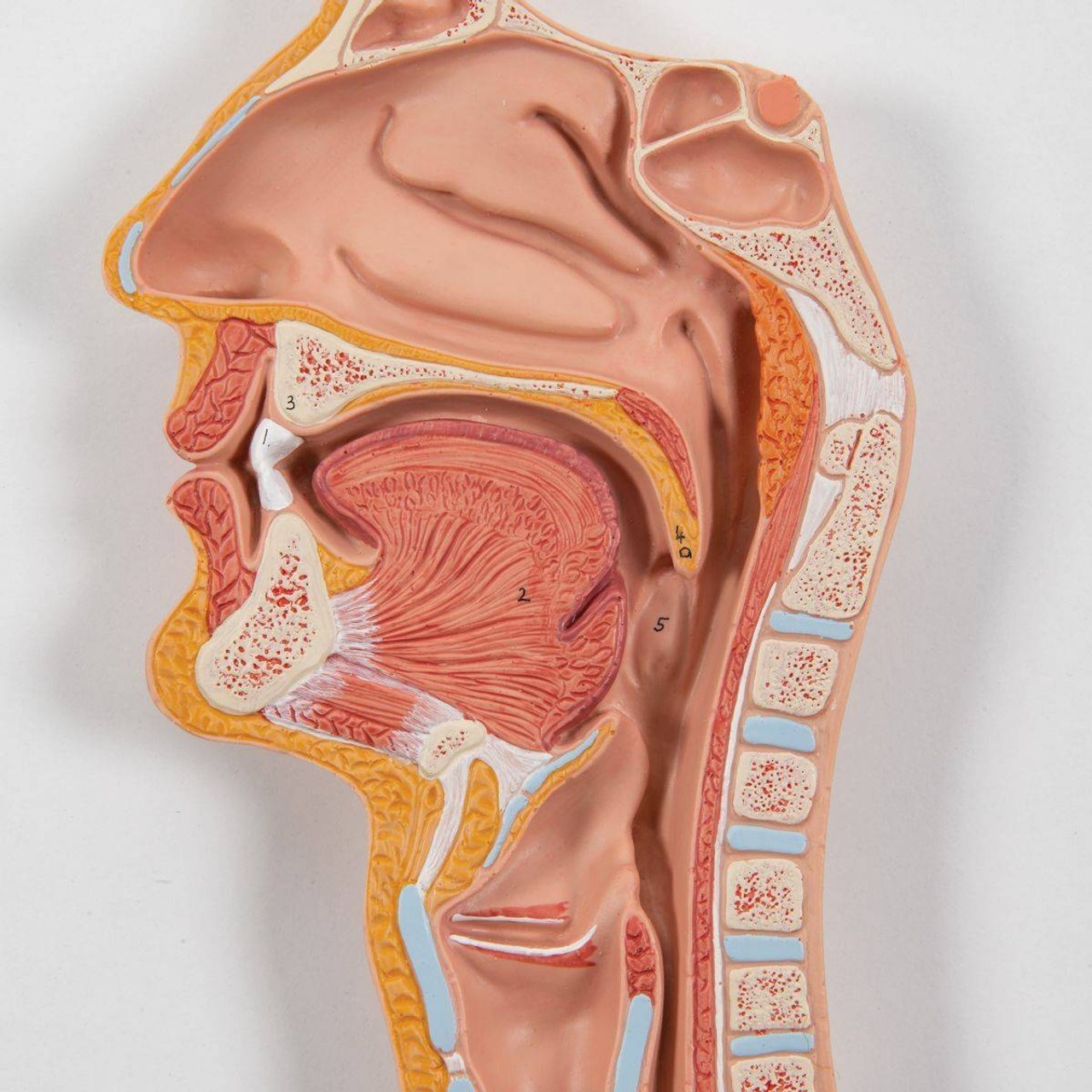 アナトミー 2 3B Scientific Life-Size Digestive System Anatomy Model 2