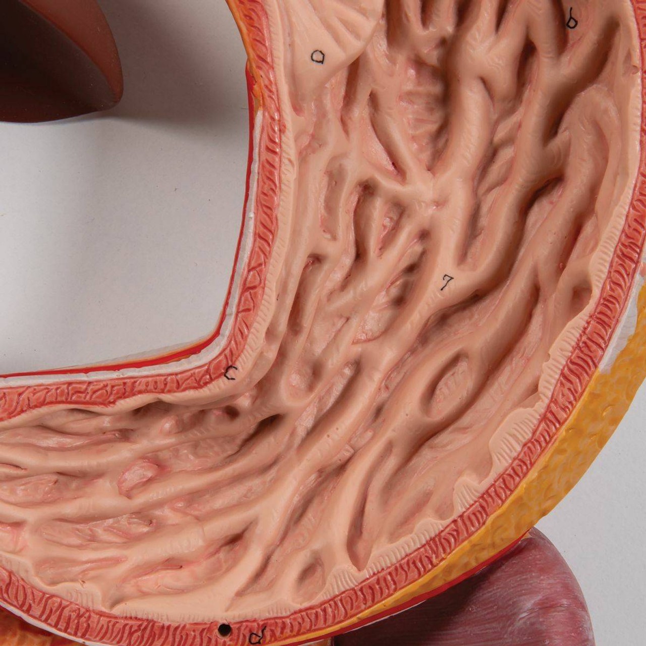 Life-Size Digestive System Anatomy Model 2 Parts