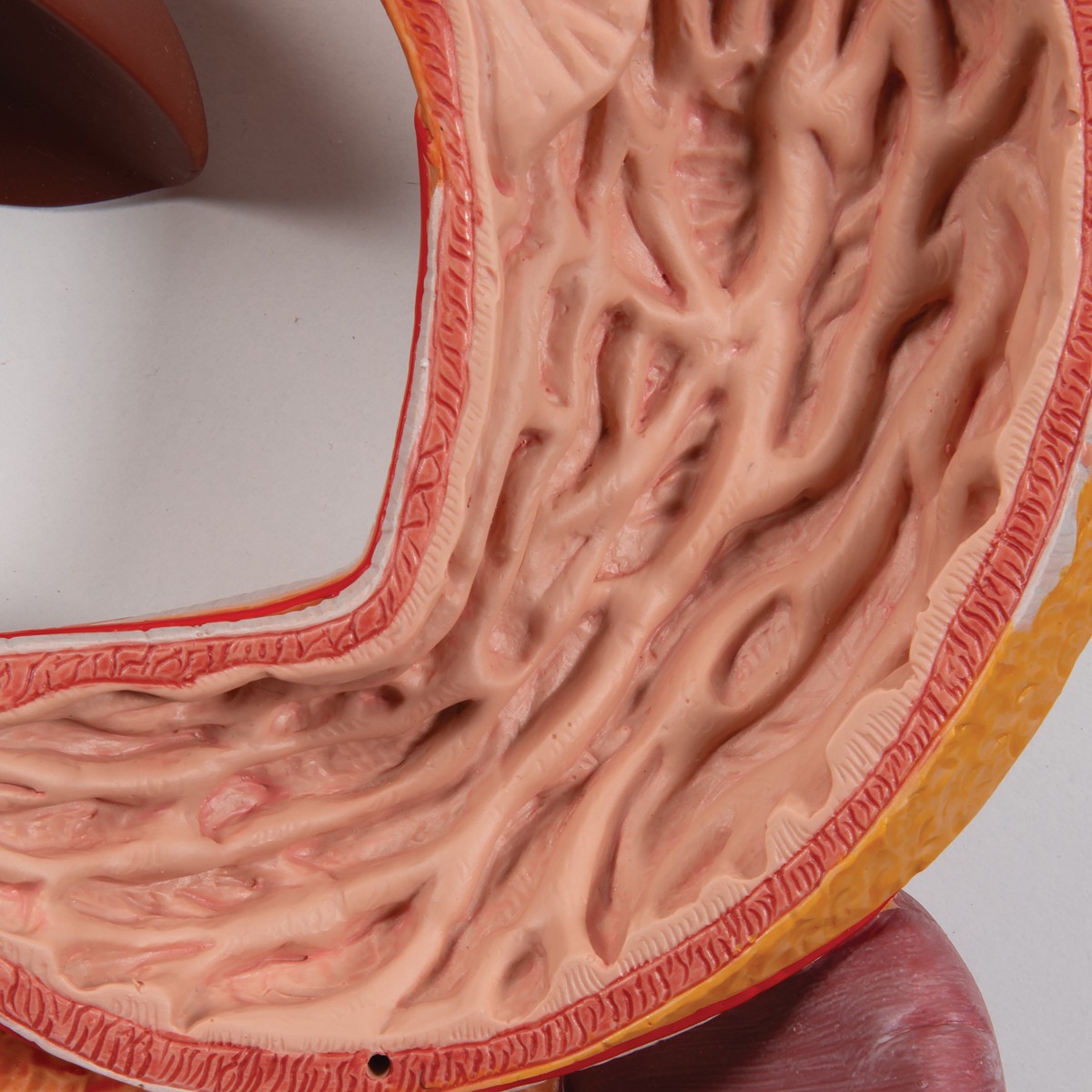 Life-Size Digestive System Anatomy Model 2 Parts