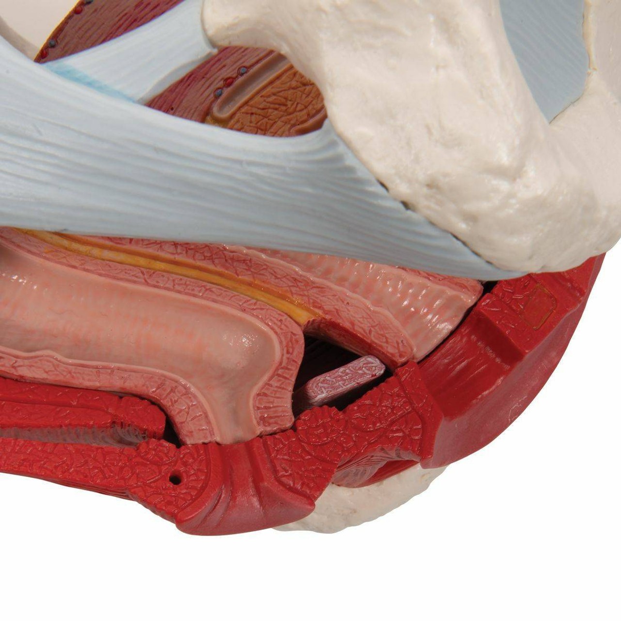 Female Pelvis Anatomy Model With Ligaments Muscles and Organs