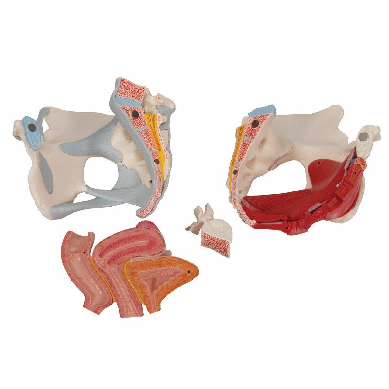 Female Pelvis Anatomy Model With Ligaments Muscles and Organs