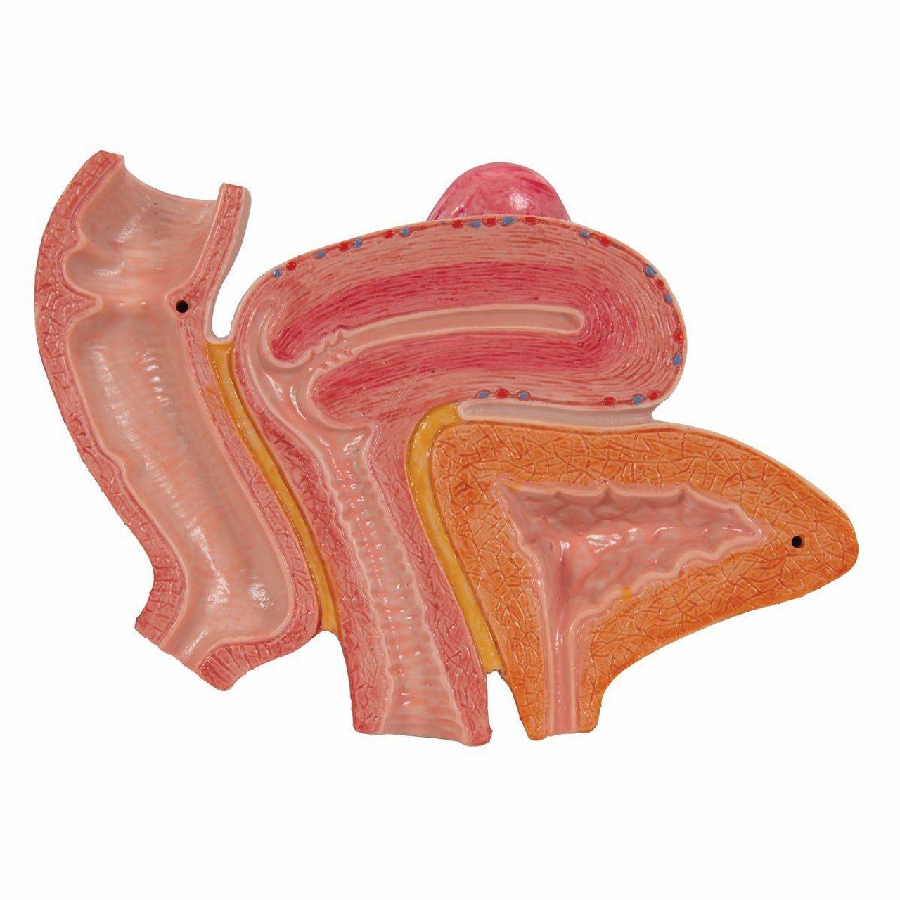 Female Pelvis Anatomy Model With Ligaments Muscles and Organs