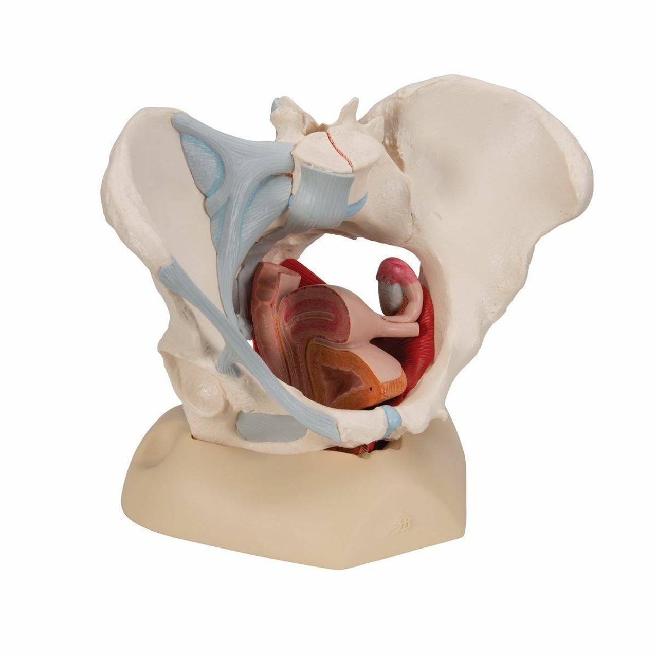 Female Pelvis Anatomy Model With Ligaments Muscles and Organs
