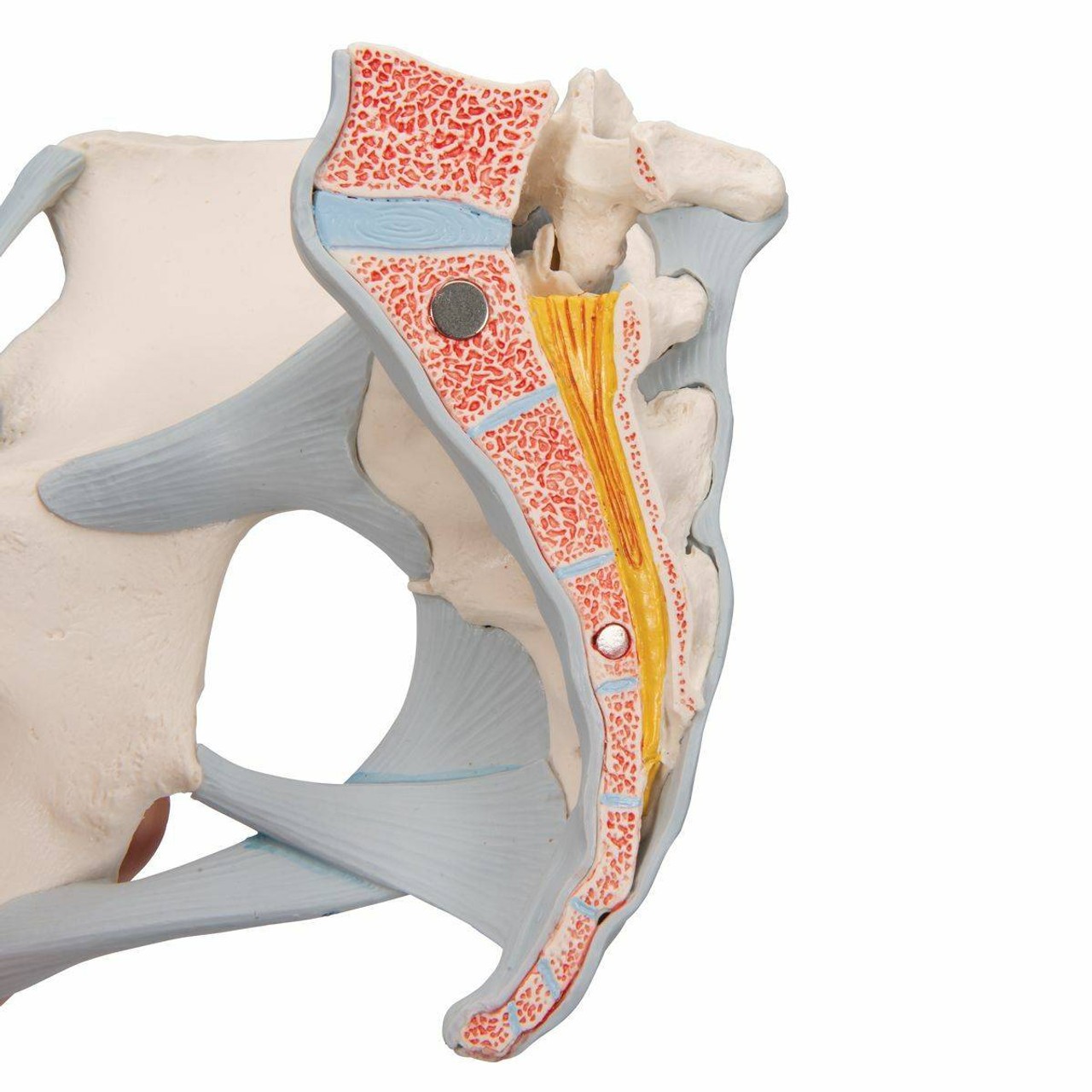Female Pelvis Anatomy Model With Ligaments Muscles and Organs
