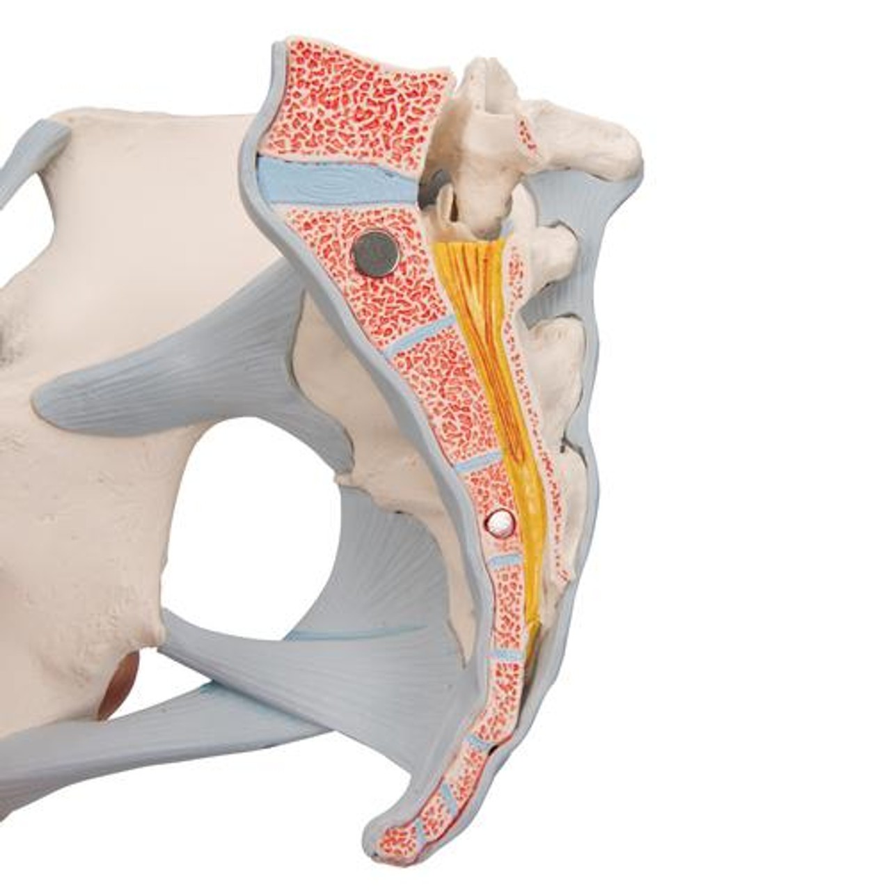 Female Pelvis Anatomy Model With Ligaments 3 Parts