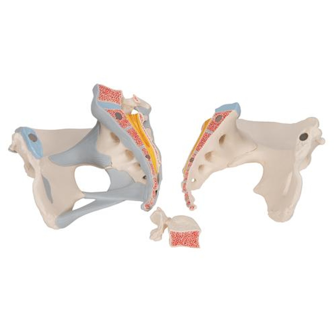 Female Pelvis Anatomy Model With Ligaments 3 Parts