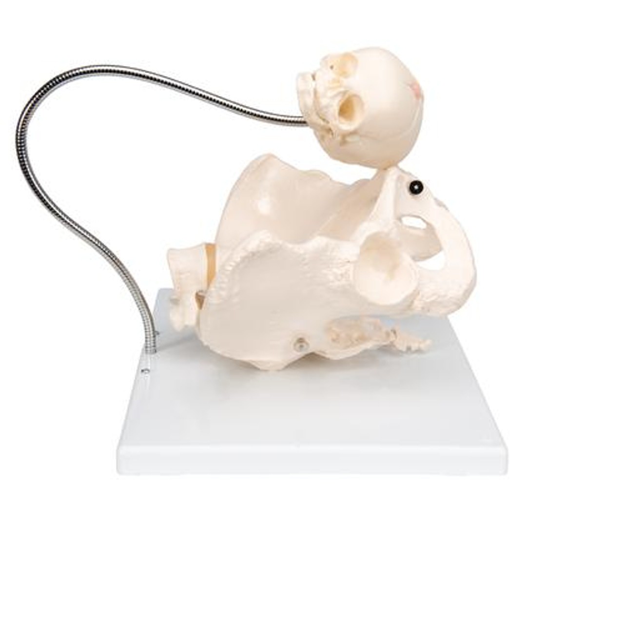 Childbirth Demonstration Anatomy Model