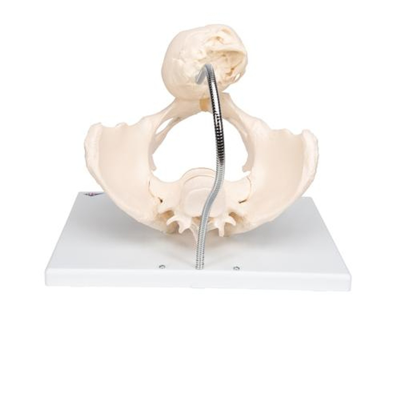 Childbirth Demonstration Anatomy Model