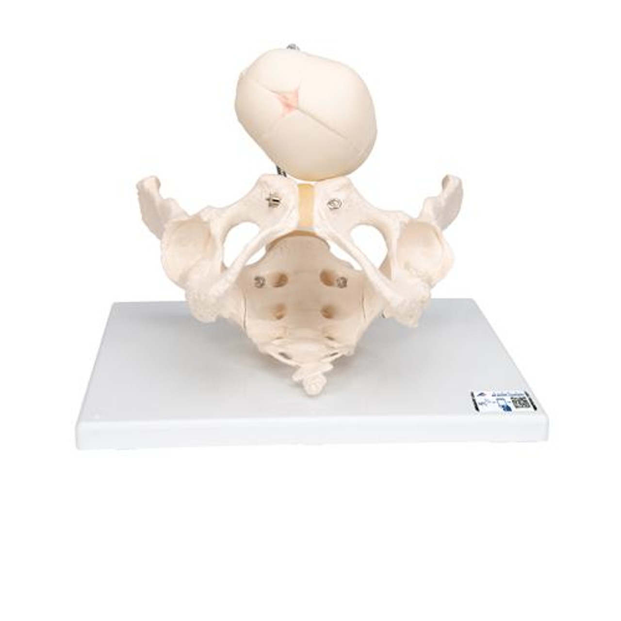 Childbirth Demonstration Anatomy Model