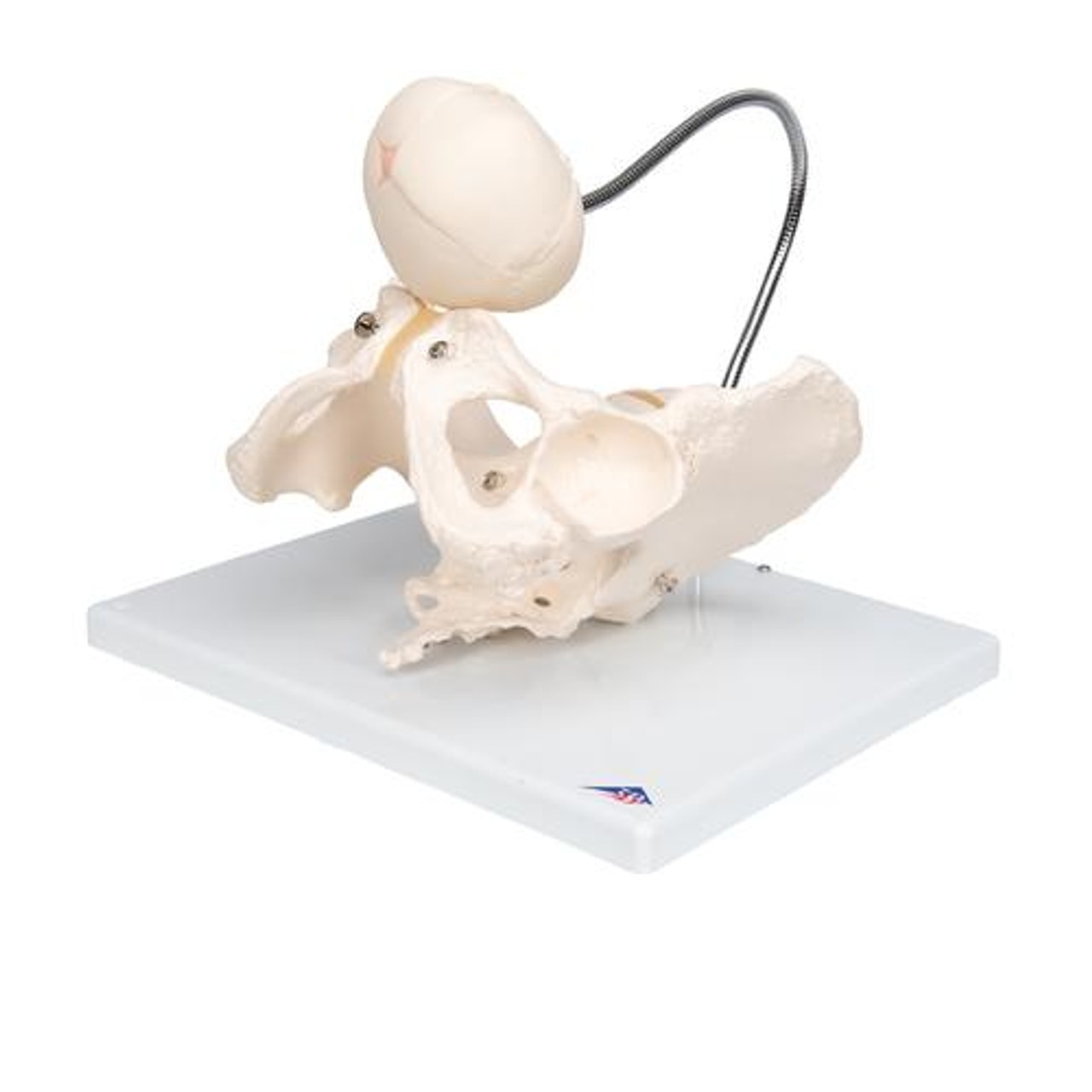 Childbirth Demonstration Anatomy Model