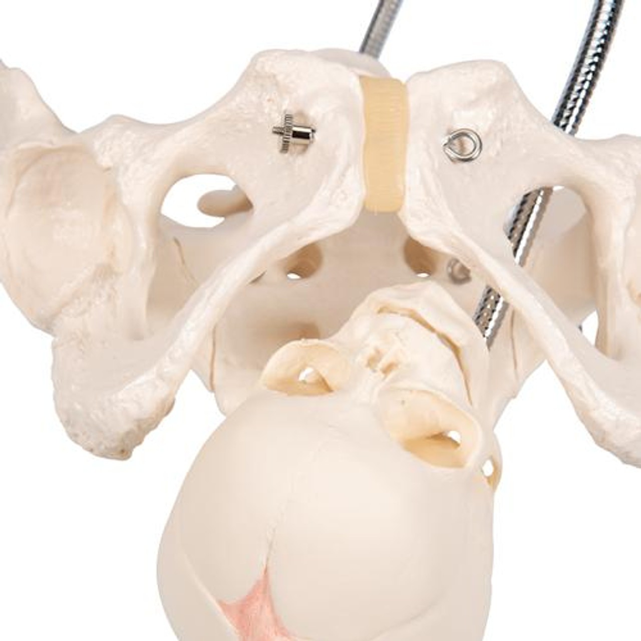 Childbirth Demonstration Anatomy Model