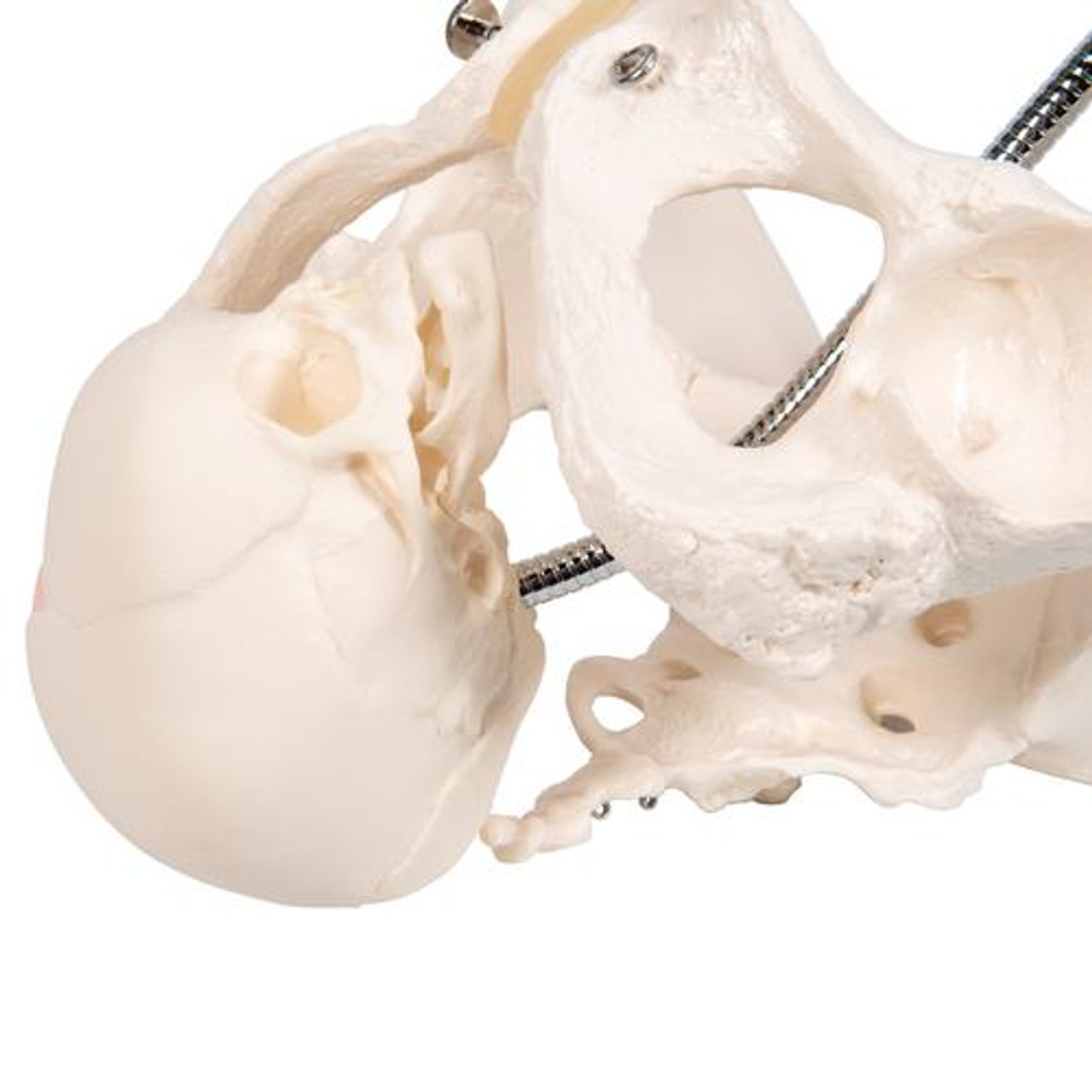 Childbirth Demonstration Anatomy Model