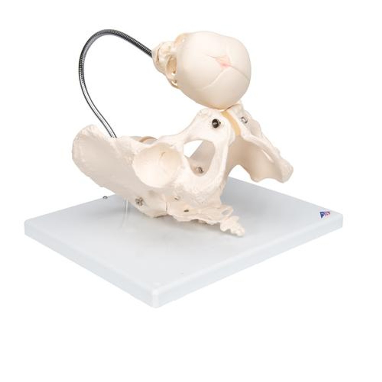 Childbirth Demonstration Anatomy Model