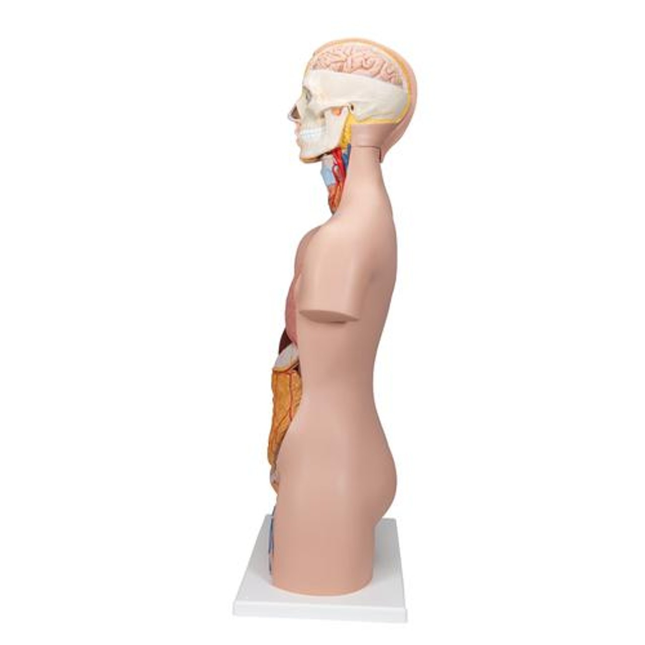 Classic Unisex Human Torso Anatomy Model 12 Parts - Left Side View