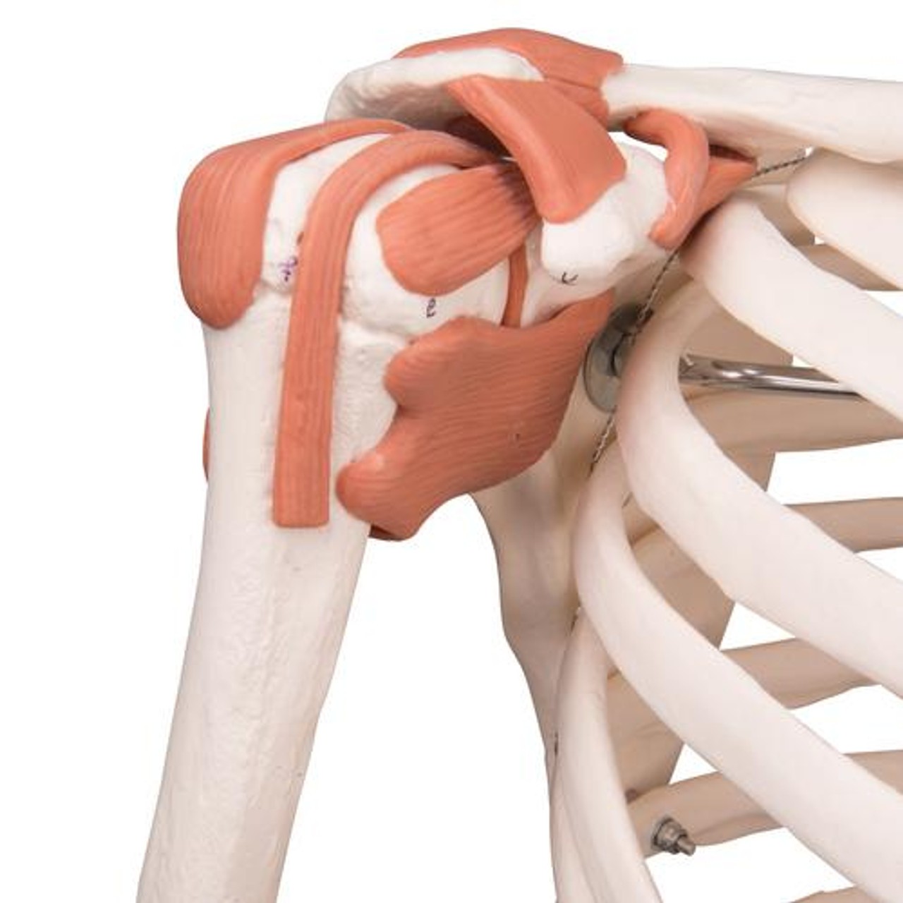 Sam The Super Skeleton Anatomy Model with Hanging Stand