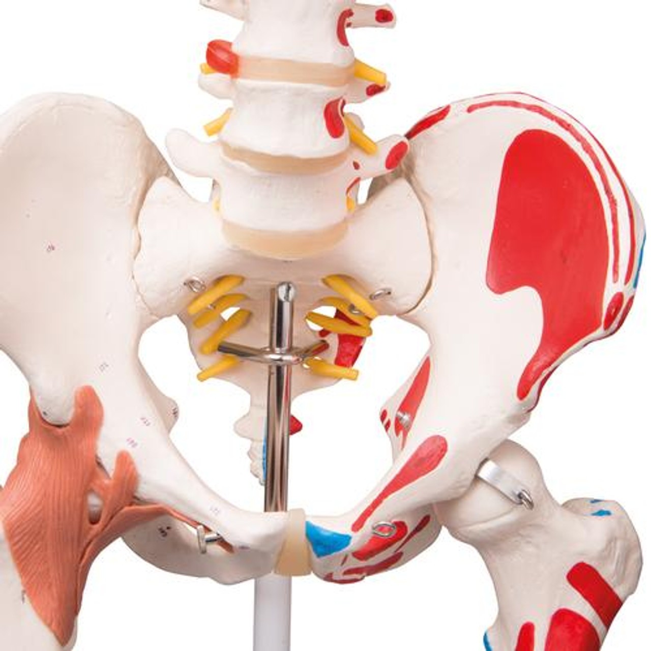 Sam The Super Skeleton Anatomy Model with Hanging Stand