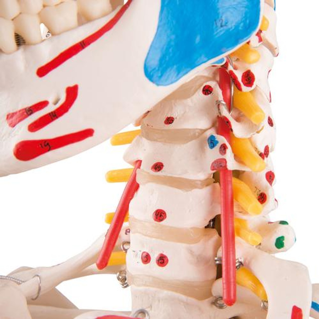 Sam The Super Skeleton Anatomy Model with Hanging Stand
