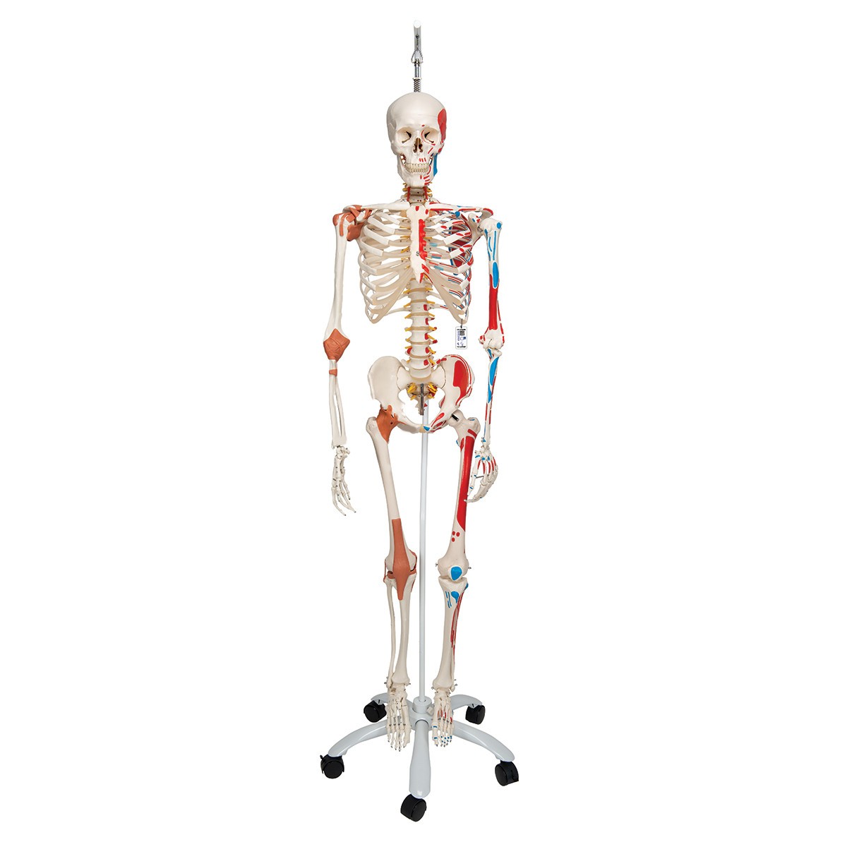 Sam The Super Skeleton Anatomy Model with Hanging Stand