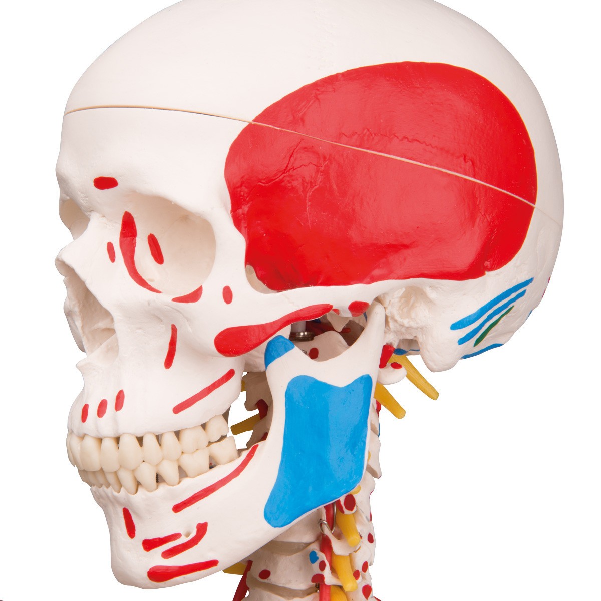 Sam The Super Skeleton Anatomy Model with Hanging Stand